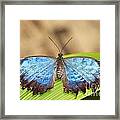 Blue Morpho Butterfly Framed Print