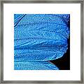 Blue Morpho Butterfly Wing Framed Print