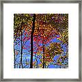 Blue Sky Autumn Framed Print