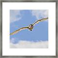 Blue Sky Barn Owl Framed Print