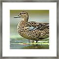 Blue-winged Teal Anas Discors Female Framed Print