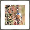 Bluebird In Yaupon Holly Tree Framed Print