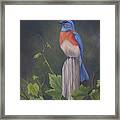 Bluebird Framed Print