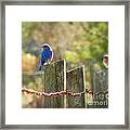 Bluebirds On A Fence Framed Print