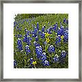 Bluebonnet And Texas Yellowstar Framed Print