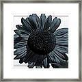Blues Sunflower Framed Print
