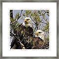 Bog River Eagles Close Up Framed Print