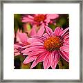 Bold And Beautiful Framed Print