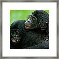Bonobo Pan Paniscus Pair Of Orphans Framed Print