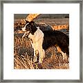 Border Collie At Sunset Framed Print by Michelle Wrighton