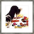 Border Collie With Toys Framed Print