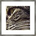 Bosox Profile Framed Print