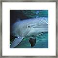 Bottlenose Dolphin Pair Swimming  Hawaii Framed Print