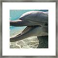 Bottlenose Dolphin Playing With Plastic Framed Print