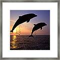 Bottlenose Dolphins Framed Print