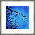 #branches #tree #evening #nature #scary Framed Print