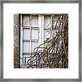 Branchy Window Framed Print