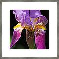 Brilliant Purple Iris Flower Framed Print
