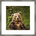 Brown Bear Ursus Arctos, Asturias, Spain Framed Print