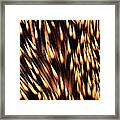 Brown-breasted Hedgehog Erinaceus Framed Print