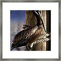 Brown Pelican In Key West 9l Framed Print