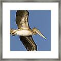 Brown Pelican Juvenile Flying Santa Framed Print