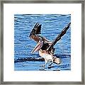 Brown Pelican Landing Framed Print