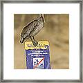 Brown Pelican On Contaminated Water Framed Print