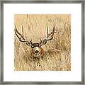 Buck In Grass Framed Print