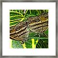 Buckeye Of The Amnazon Framed Print