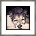 Buda Xxx #dog #jackrussel #jackrussell Framed Print