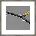 Budding Blackberry Bush Framed Print