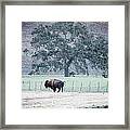 Buffalo And An Oak Tree Framed Print