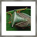 Bug Homoptera Resting On Leaf, Peru Framed Print