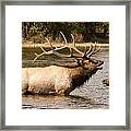 Bugling Bull Elk And Female Cow In Estes Lake  Co Framed Print