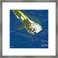 Bull Dolphin Framed Print