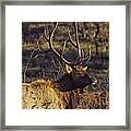 Bull Elk Up Close Framed Print