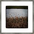 Bull Rushes And Swans Framed Print