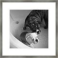 Bulldog Bath Time Framed Print