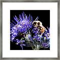 Bumble Bee On Blue Flower Framed Print