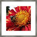 Bumblebee Dahlia Framed Print