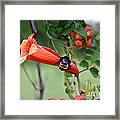 Bumblebee On The Red Trumpet Framed Print