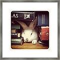 #bunny #rabbit #cute Framed Print
