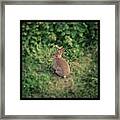 #bunny, #rabbit, #fluffy, #furry Framed Print