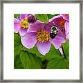 Busy Bumble Bee Framed Print