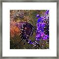 Busy Spicebush Butterfly Framed Print