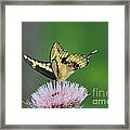 Butterflies Are Free Framed Print