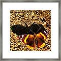 #butterflies #orange #nature #afternoon Framed Print
