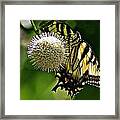 Butterfly 3 Framed Print
