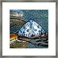 Butterfly And Kelp Framed Print